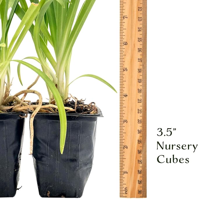 2 Frederick Street Park Agapanthus in 2.5” Nursery Cubes (Agapanthus ‘Frederick Street Park’) | Compact Semi-Evergreen Perennial for Borders, Containers, and Pollinator Gardens | Ready-to-Plant