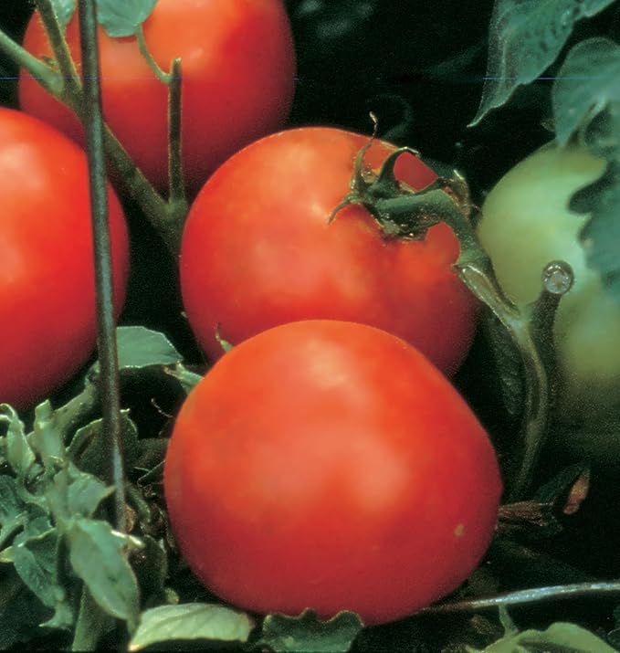 Burpee 'Celebrity' Hybrid Red Tomato Slicer 35 Non-GMO Seeds for Planting Disease-Resistant and Award-Winning Variety Big Juicy Tomato for Summer Sandwiches