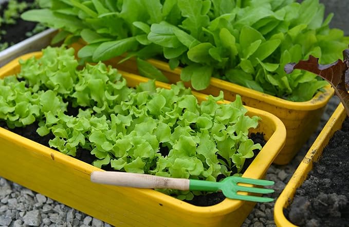 Gardenera Premium Potting Soil Blend for Lettuce Iceberg - The Ultimate Mix for Healthy, Vibrant, and Crisp Lettuce - 1 Quart