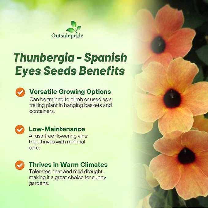 Outsidepride Spanish Eyes Thunbergia Black Eyed Susan Seeds - 10 Pcs Annual, Climbing Vine Flower Seeds for Planting Peachy Gold Blooms for Low Maintenance Gardens, Containers, Trellis & Fences
