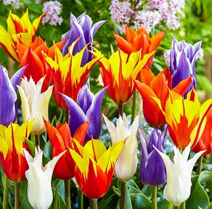 Tulips Lily Flowering Mixture Tulip Pink Red White Yellow Plant Bulbs Spring Flowering Gardens Size 12+ (5, Lily Flowering Mixture)