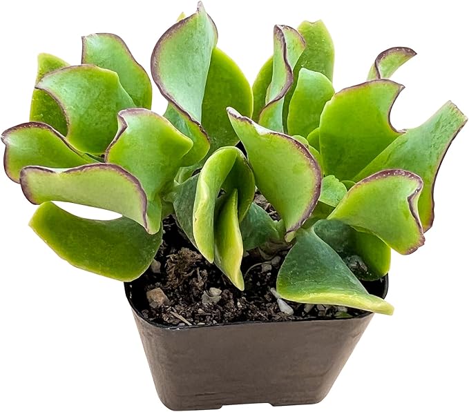 Live Succulent Ripple Jade, Approx 2-inch Large, Potted Succulents, Fully Rooted, Easy Care House Plants