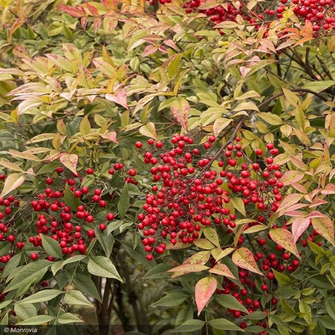 Nandina Gulf Stream - Nandina domestica. Compact Heavenly Bamboo | Year-Round Color | Low Maintenance Shrub | Drought Tolerant | Live Plant (2 Nandina Gulf Stream Cups)