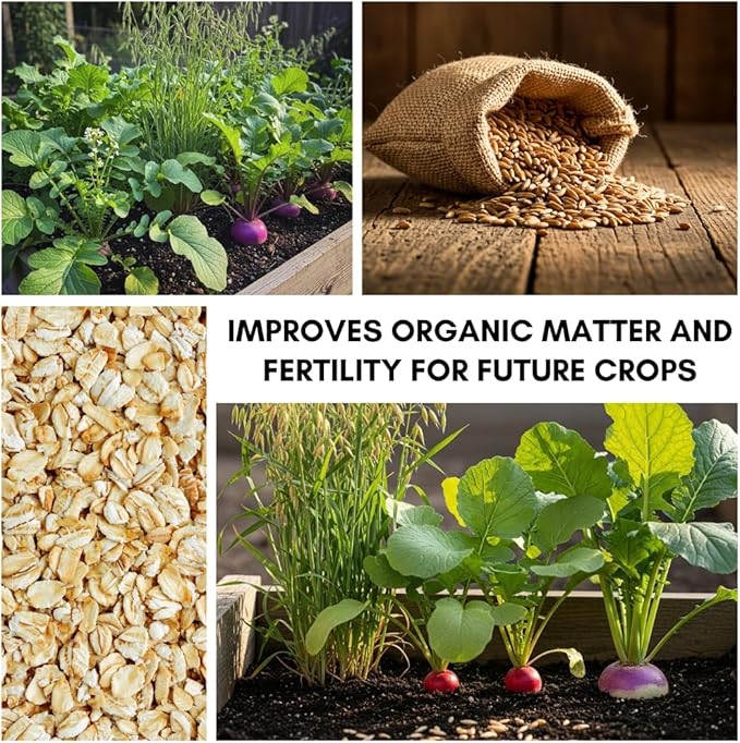Cover Crop 3 Seed Mix - Oats, Daikon Radishes and Purple Top Turnips - Winter Kills, Promotes Earth Worms, Tons of Forage (2 Pounds)