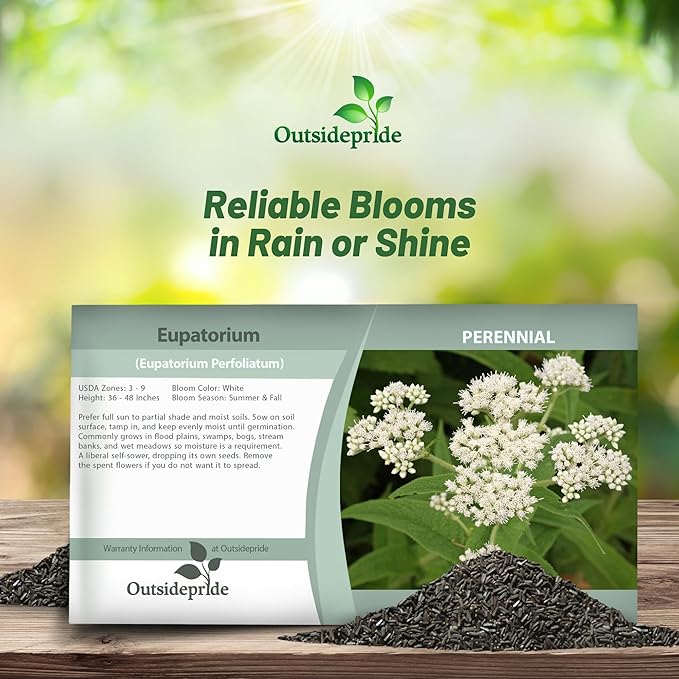 Outsidepride Boneset Eupatorium Seeds - 10000 Pcs Easy to Grow, Non-Invasive Perennial Flower Seeds for Planting for Pollinator Gardens, Flood Plains, Swamps, Bogs, or Stream Banks