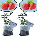 Strawberry Mint Plants. Live, Fragrant, Fresh, Edible. Easy Grow. Indoor/Outdoor. (2 Mint Bags)