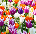Tulips Lily Flowering Mixture Tulip Pink Red White Yellow Plant Bulbs Spring Flowering Gardens Size 12+ (5, Lily Flowering Mixture)