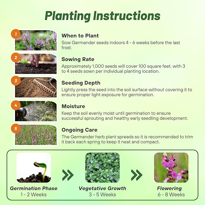 Outsidepride Germander Herb Seeds - 1000 Pcs Perennial, 18-Inch Tall, Violet Blooms, Evergreen Ornamental Hedge for Herb Gardens, Attracts Bees & Butterflies, Minimal Watering Needs