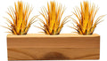 Air Plants 3 Pack - Tillandsia Ionantha - 3 Hole Planter - Organically Enhanced Color - Live Arrival Guaranteed - House Plants for Home Decor & Gift (3Pk + Black Planter) (3Pk Marigold + Tan 3 Hole)