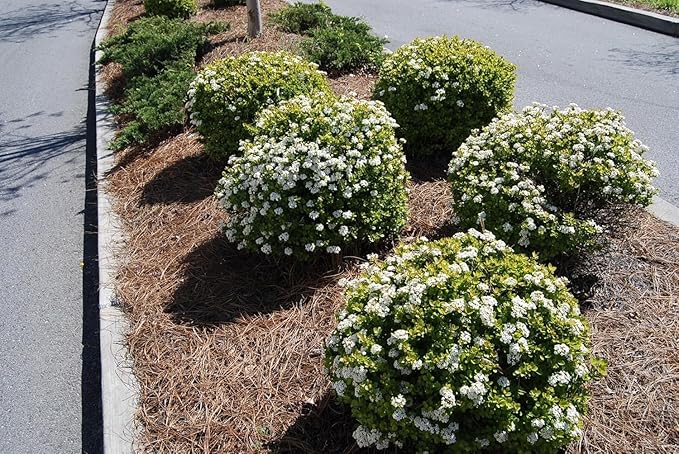 Viburnum Densa | 3 Live Quart Size Plants | Viburnum Obovatum 'Densa' | Compact Evergreen Shrub | Low-Maintenance Privacy Plants for Landscaping