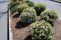 Viburnum Densa | 1 Live Quart Size Plant | Viburnum Obovatum 'Densa' | Compact Evergreen Shrub | Low-Maintenance Privacy Plants for Landscaping
