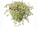 4" Sedum Little Missy Variegated with Green Stripe Pot, Live Trailing Succulent Rare House Plant for Home Office Wedding Hanging Decoration, DIY Projects, Party Favor
