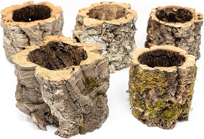 Air Plant Shop Cork Bark Planters with Assorted Air Plants- Wholesale and Bulk - Succulents - Live Tillandsia - Easy Care Indoor and Outdoor House Plants