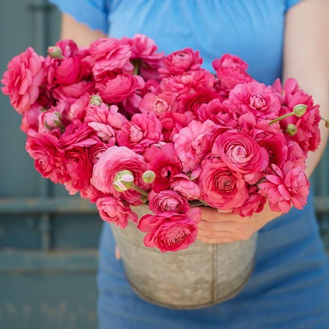 Eden Brothers Ranunculus Bulbs - Bonbon