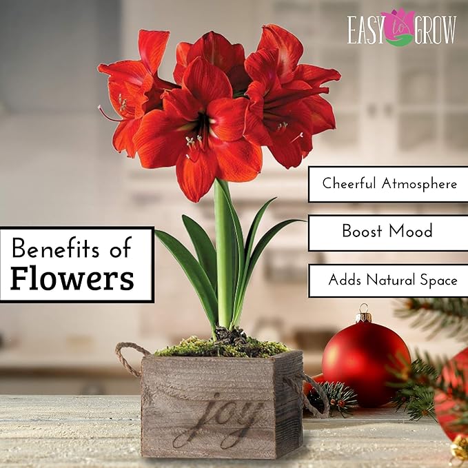 Easy to Grow Amaryllis Ferrari Red - 1 Planted Flower Bulb in a Rose Gold Vase Gift, Blooms Indoors for Holidays in 4 to 8 Weeks