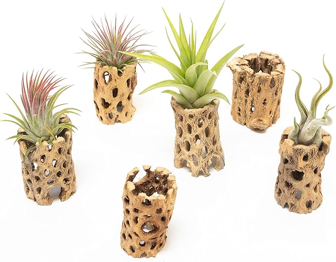 Air Plant Shop 5 Pack 3 Inch Cholla Cactus Holders with Assorted Air Plants- Wholesale and Bulk - Succulents - Live Tillandsia - Easy Care Indoor and Outdoor House Plants