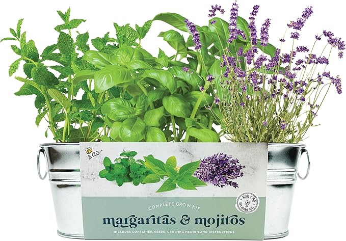 BUZZY Seeds Margarita and Mojito Windowsill Mini Garden Grow Kit, Herb Starter Set with Mint, Lime Basil and Lavender Seeds, Grow Your Own Herbs Indoors, Gardening Gift, Holiday Present