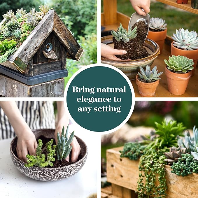 Shop Succulents | Verde Collection | Assortment of Hand Selected, Fully Rooted Live Indoor Green Succulent Plants, 40-Pack
