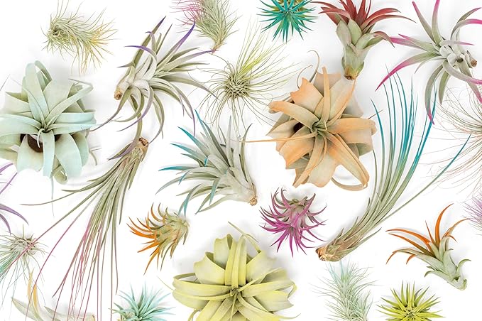 Lavender Colorful Tillandsia Air Plants - Long Lasting Color Enhanced Live Tillandsia Succulent House Plants - Home and Garden Decor - Easy Care Indoor and Outdoor Plant
