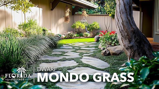 Dwarf Mondo Grass | 1 Large 4 Inch Pot | Ophiopogon Japonicus Nanus | Live Evergreen Shade Loving Groundcover