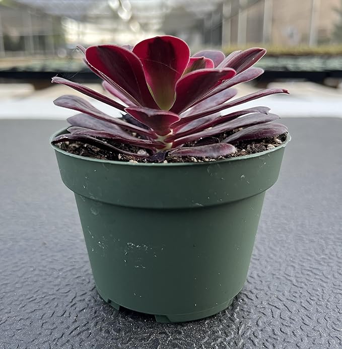 Sprout N Green Aeonium 'Meidusha', Live Rare Succulent Potted 4" Planter, Real House Plant for Party Favors Home Indoor Outdoor Garden Wedding Decoration DIY Projects