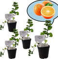 Orange Mint Plants. Share/Gift for Family and Friends. Live, Fragrant, Fresh, Edible. Easy Grow. Indoor/Outdoor. (4 Mint Cups)