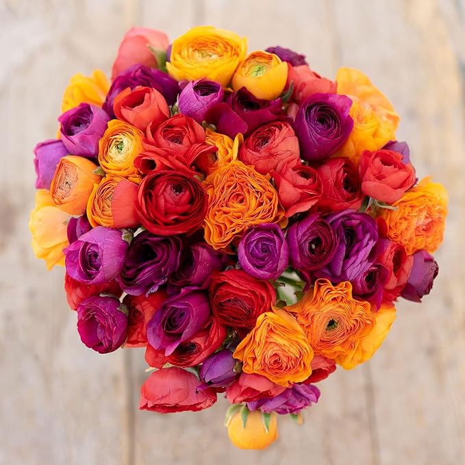 Eden Brothers Ranunculus Bulbs - Passion Mix