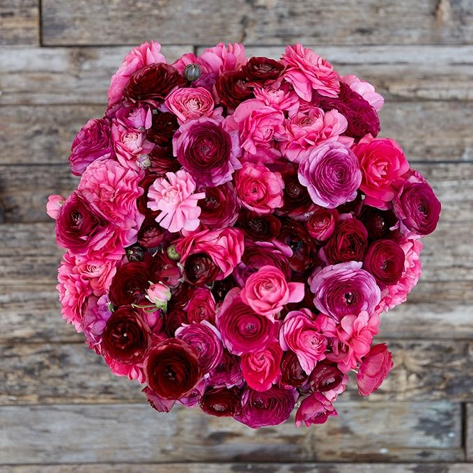 Ranunculus Bulbs - Vineyard Mix - 40 Bulbs - Mixed Flower Bulbs, Corm Attracts Bees, Attracts Pollinators, Easy to Maintain & Grow, Fragrant, Container Garden