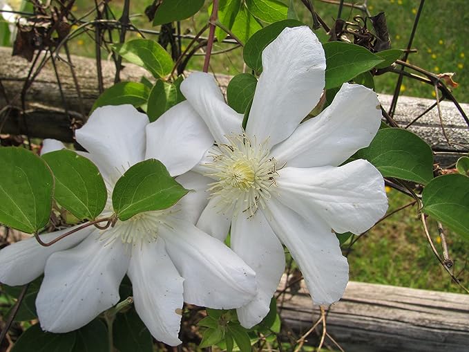Candida Clematis Vine - 5 Live Plants in 4 Inch Growers Pots - Clematis 'Candida' - 2 Years Old Ready to Be Planted - Bold and Beautiful Purple Flowering Vine