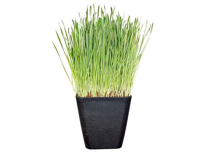 Non-GMO, Thunder Acres Premium Wheat Seed, Cat Grass Seed, Wheatgrass, Hard Red Winter Wheat (1 lbs.)