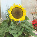 Dwarf Star Sunflower 1 Oz ~920 Seeds – Non-GMO, Heirloom, Open-Pollinated – Compact 2 ft Plants with 4–5 Inch Yellow Blooms – Bedding or Container Garden Flower