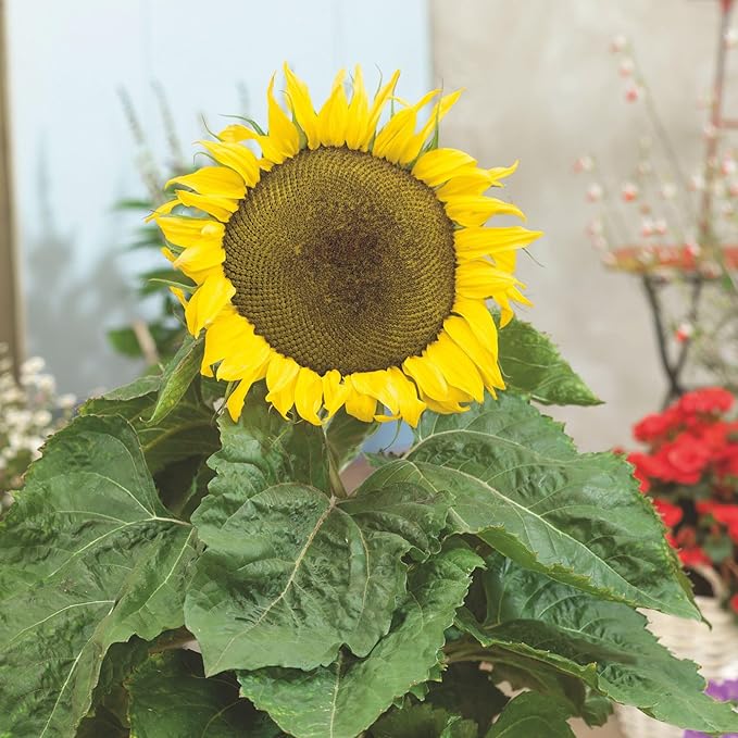 Dwarf Star Sunflower 1 Oz ~920 Seeds – Non-GMO, Heirloom, Open-Pollinated – Compact 2 ft Plants with 4–5 Inch Yellow Blooms – Bedding or Container Garden Flower