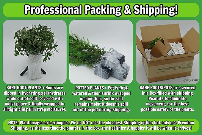 Greenwood Nursery: Live Perennial Plants - Russian Sage 'Little Lace' + Perovskia Atriplicifolia - [Qty: 2X Pint Pots] - (Click for Other Available Plants/Quantities)