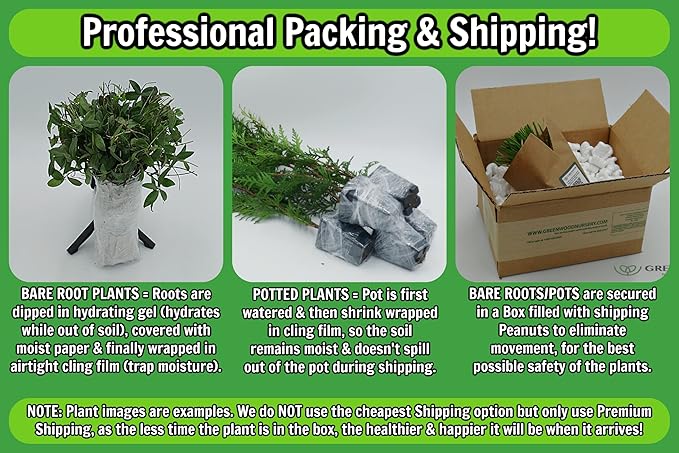 Greenwood Nursery: Live Perennial Plants - Ostrich Fern + Matteuccia Struthiopteris - [Qty: 10x Pint Pots] - (Click for Other Available Plants/Quantities)