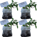 Generic Spearmint Plants. Live, Fragrant, Fresh, Edible. Easy Grow. Indoor/Outdoor. (4 Mint Bags)