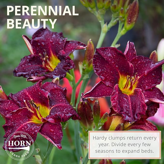 Double Charm Daylily Flower Bulbs – Double Lemon-Yellow Blooms – Easy-Grow, Drought-Tolerant Hardy Perennial for Full Sun (Zones 3–9) Fall Planting Spring Blooming