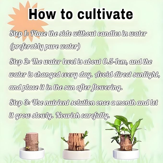 Brazilian Wood Plant, Brazil Lucky Wood Potted Plant with Decorative Tray and Doll, Easy to Care, Decor for Home and Office – Gift for Housewarming, Good Luck, and Prosperity（2pcs）