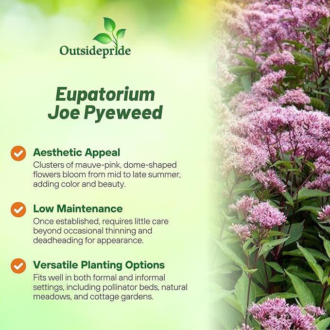 Outsidepride Joe Pyeweed Eupatorium Seeds - 10000 Pcs Easy to Grow, Non-Invasive Perennial Flower Seeds for Planting for Pollinator Gardens, Flood Plains, Swamps, Bogs, or Stream Banks