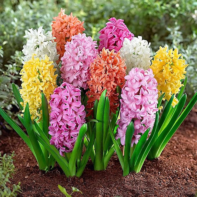 Hyacinth Mixed Bulbs - Perennial and Fragrant, Mix Hyacinths Bulbs for Planting | Long Lasting Beauty - Stunning Garden Display (10 Pack)