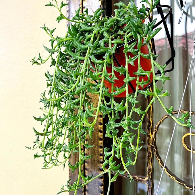 String of Dolphins with White Stripe 4" Pot, Live Succulent Plant Fully Rooted in Pots with Soil, Rare House Plant for Home Office Wedding Decoration DIY Projects Party