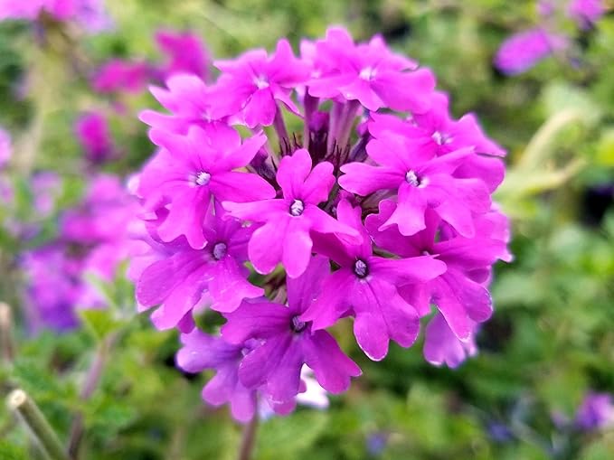 Greenwood Nursery: Live Perennial Plants - 'Homestead Purple' + Verbena Canadensis - [Qty: 10x Pint Pots] - (Click for Other Available Plants/Quantities)
