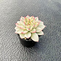 Live Succulent Variegated Echeveria Mebina, Approx 2-inch Large, Potted Succulents, Fully Rooted, Easy Care House Plants