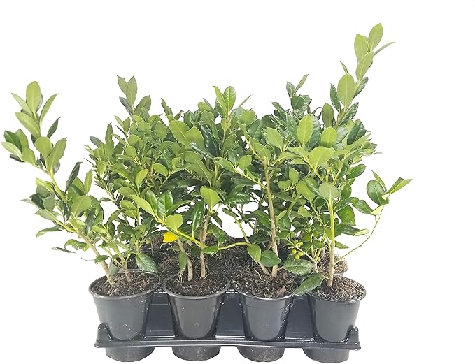 Ilex Nellie R. Stevens Holly - 1 Live Quart Size Tree - Evergreen Privacy Shrub - Red Berries