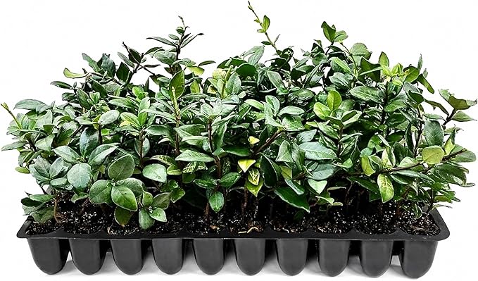 Star Jasmine | 3 Live Plants | Trachelospermum Jasminoides | Fragrant Blooming Evergreen Vine, Low Maintenance, Climbing, White Flowers, Attracts Pollinators, Drought Tolerant