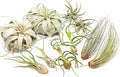 10 Pack of Large Tillandsia Air Plants - Xerographica, Juncea, Bulbosa, Caput Medusae & Harrisii- Live Succulent House Plants Availabe in Wholesale and Bulk - Easy Care Indoor and Outdoor Plant