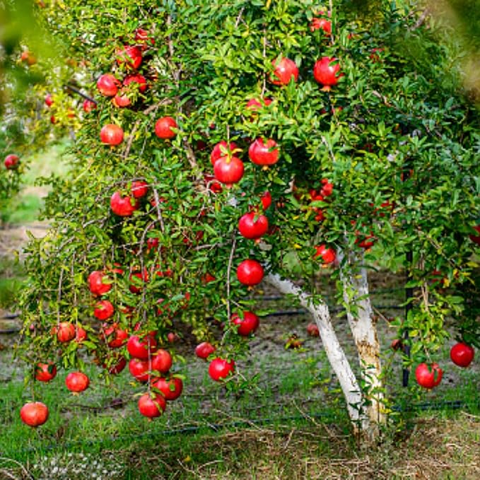 Live Pomegranate 'Wonderful' Plants (Punica Granatum 'Wonderful') - Fruit-Bearing, Drought-Tolerant, Easy to Grow (2 stevia sacs)
