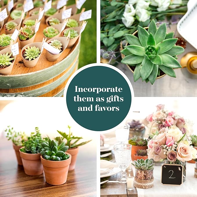Shop Succulents Verde Succulent Plant Pack Bulk Collection - Live Mini Succulent Plants, Low Maintenance, Mix of Green Succulents & Textures - Wedding and Party Favors, Gift & Garden, Pack of 20