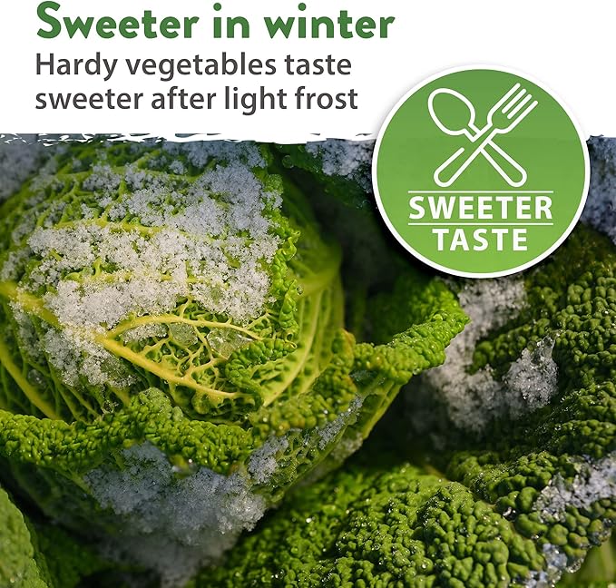 HOME GROWN 12 Winter Vegetable Seeds Heirloom,Fall & Winter Vegetable Seeds for Planting Home Garden: Bean, Beet, Broccoli, Cabbage, Carrot, Cauliflower, Kale,Parsnip,Squash,Chard & More