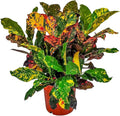Croton Plants (Magnificent, 3 Gallon/10 Nursery Pot)
