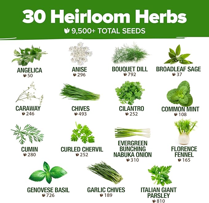HOME GROWN 30 Herb Seeds for Planting 9,500+ Non-GMO Heirloom Seeds | Extra Large Variety Pack Herb Kit – Indoor Outdoor & Hydroponic | Culinary Seed Set | Grow Your Own Herbs | Gardening Gift